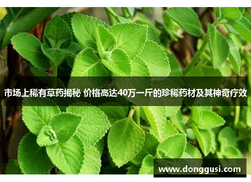 市场上稀有草药揭秘 价格高达40万一斤的珍稀药材及其神奇疗效